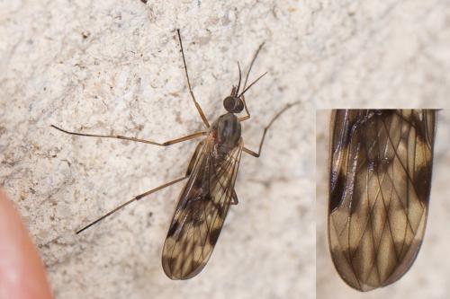 Sylvicola sp.