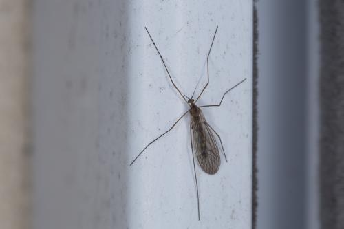 Trichocera annulata