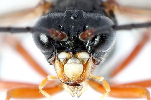 Tenthredo sp.