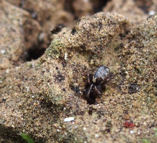 Enoplognatha sp.