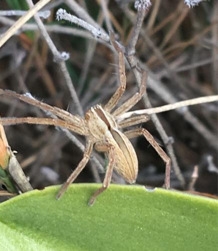 Micrommata ligurina