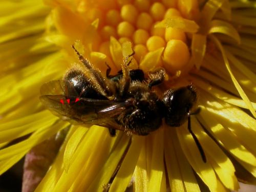 Lasioglossum sp.