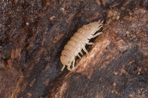 Haplophthalmus danicus
