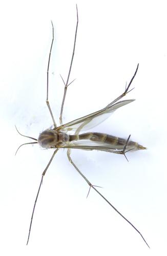 Tarnania dziedzickii