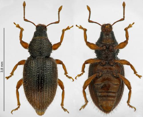 Réf. 223 458 : Exomias pellucidus