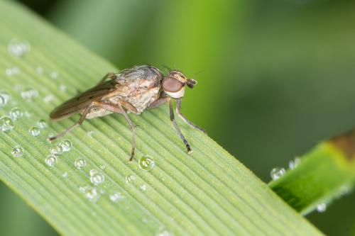 Pherbellia cinerella