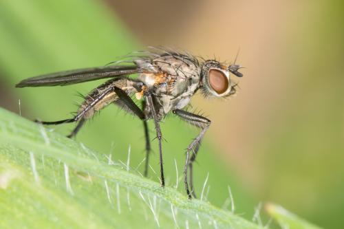 Botanophila fugax