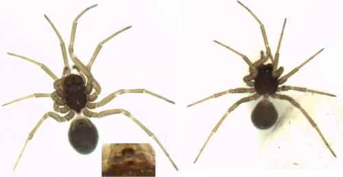 Réf. 223 236 : Erigone atra