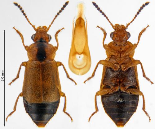 Eusphalerum signatum signatum