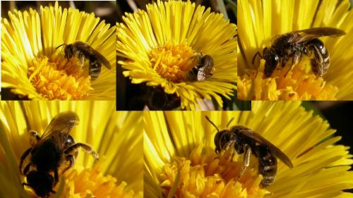 Réf. 223 613 : Lasioglossum sp.