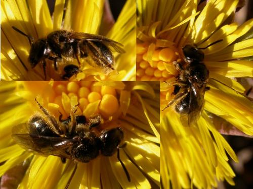 Réf. 223 626 : Lasioglossum sp.