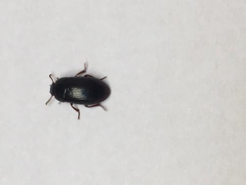 Alphitobius diaperinus