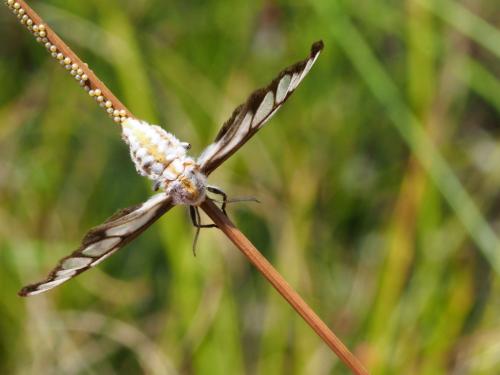 Thyretes sp.