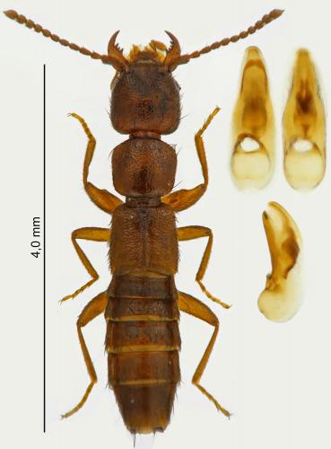 Réf. 223 470 : Medon brunneus