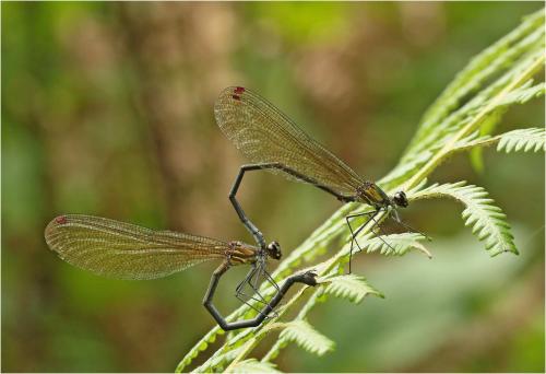 Mnais andersoni
