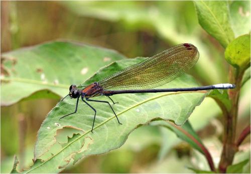 Mnais andersoni