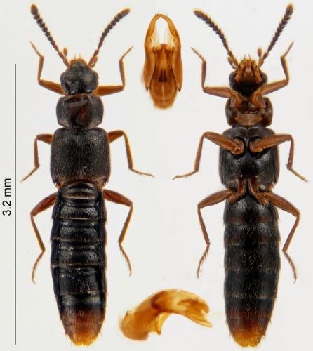 Leptusa fumida
