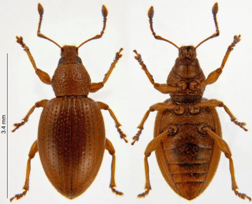 Réf. 223 398 : Exomias araneiformis