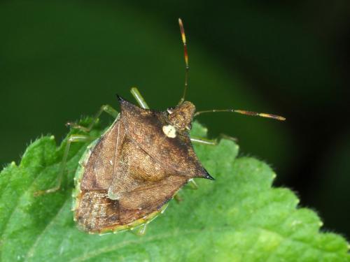 Réf. 223 047 : Lerida punctata