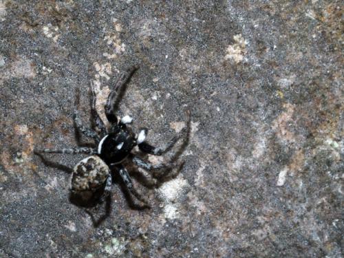 Menemerus semilimbatus