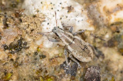 Sitona sp.