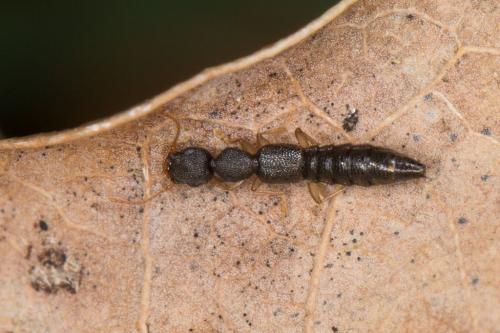 Astenus immaculatus