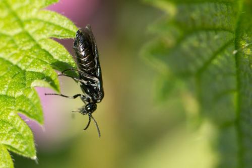 Réf. 223 895 : Allantinae inconnu