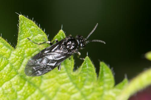 Réf. 223 894 : Allantinae inconnu