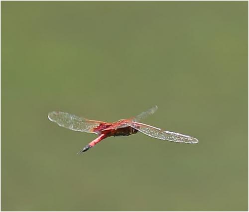 Réf. 223 307 : Tramea virginia