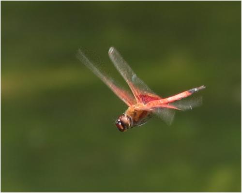 Tramea virginia