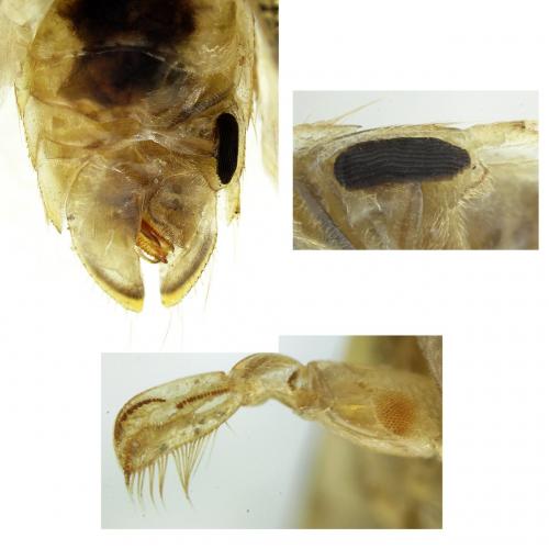 Sigara striata