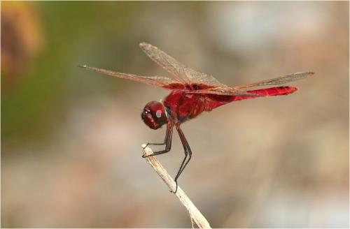 Réf. 223 171 : Urothemis signata