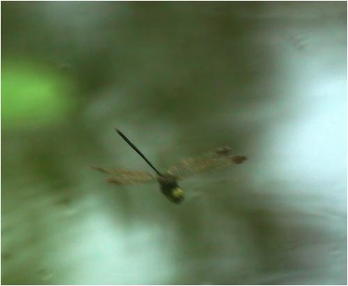 Zyxomma petiolatum