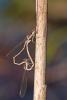 223943 – Photo : Cochet Alain – France (40)