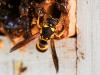 223567 – Photo : Danièle Tixier-Inrep – France (30)