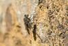 223466 – Photo : Bernard Saquet – France (12)