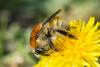 223876 – Photo : Bernard Saquet – France (12)