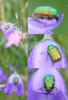 223037 – Photo : Williams Fondevilla – France (31)