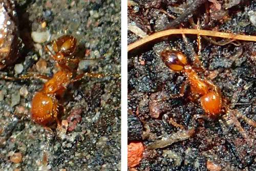 Réf. 224 606 : Trichomyrmex sp.