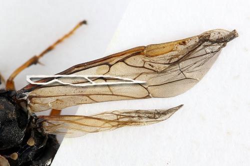 Siobla sturmii