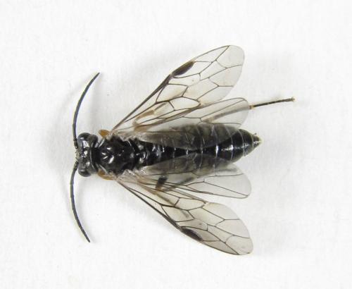 Réf. 224 937 : Empria immersa