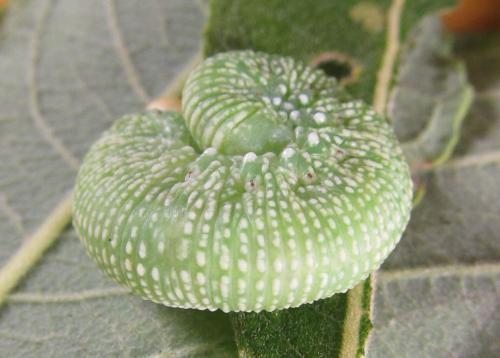 Trichiosoma tibiale