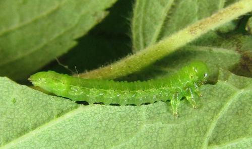 Sterictiphora geminata