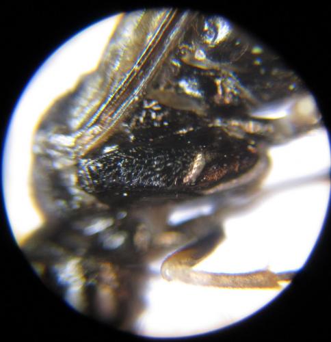 Monophadnus sp.