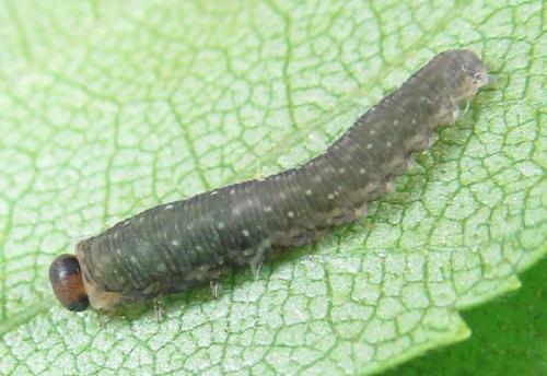 Réf. 224 861 : Empria candidata