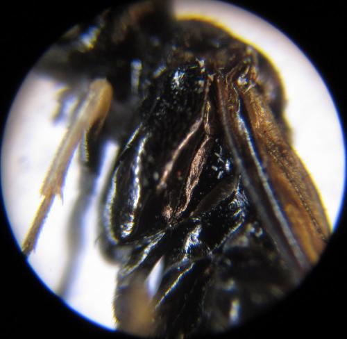 Monophadnus sp.