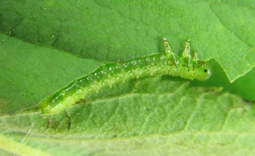 Sterictiphora geminata