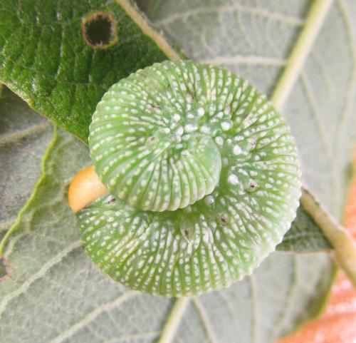 Trichiosoma tibiale