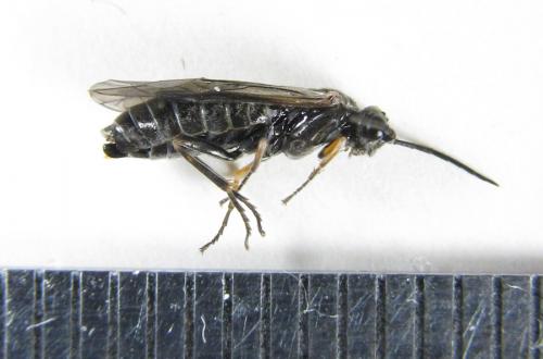 Réf. 224 938 : Empria immersa