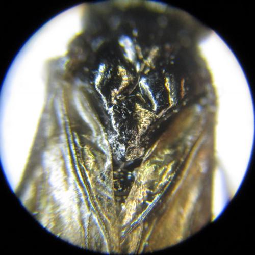 Monophadnus sp.